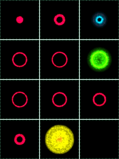 light echo channels