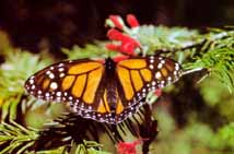 Mariposa monarca
